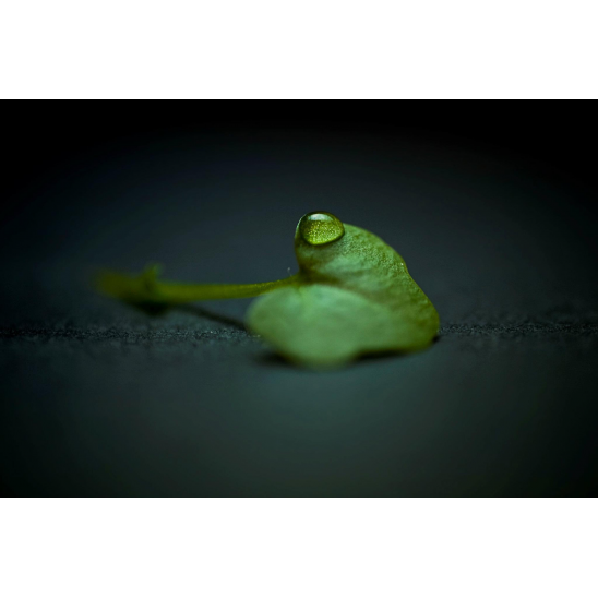 Raindrop Leaf