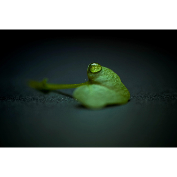 Raindrop Leaf